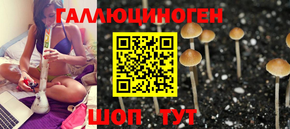 Галлюциногенные грибы Psilocybine cubensis Архангельск